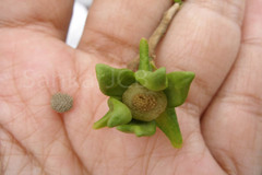 Polyalthia cerasoides